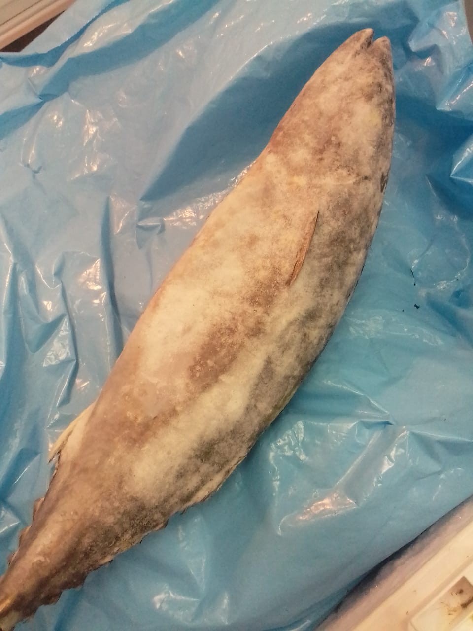 Poisson Thon Frais