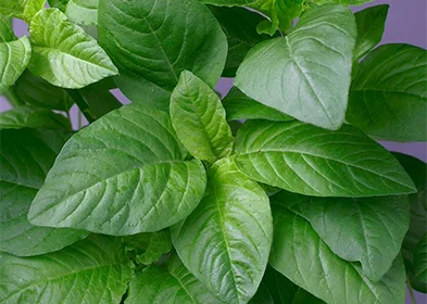 GREEN AMARANTH SEEDS