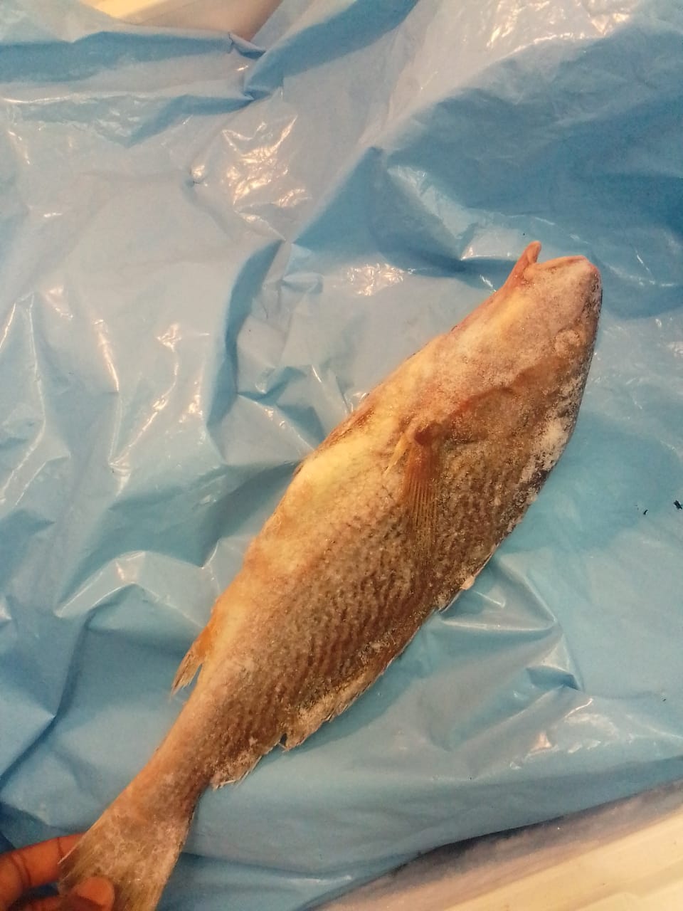 Poisson Bar