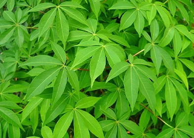 CASSAVA LEAF