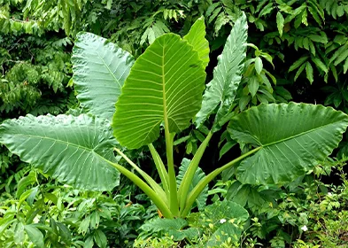 TARO LEAF