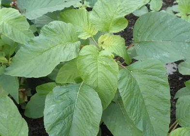 GREEN AMARANTH SEEDS