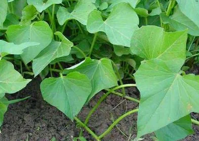 DZETE MAKPA (Feuilles de patate douce)