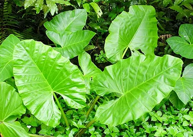 TARO LEAF