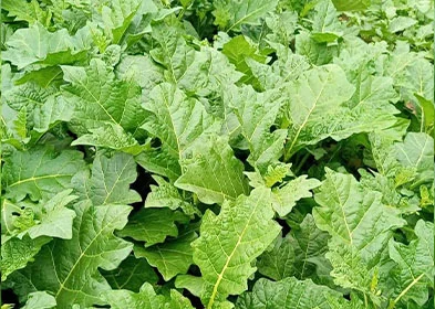 AGBISSAN MAKPA (Feuille d’aubergine)