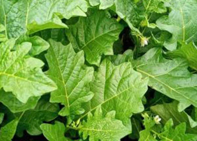 EGGPLANT LEAF